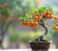 Bonsai da frutta: le meraviglie in miniatura da coltivare e usare in cucina